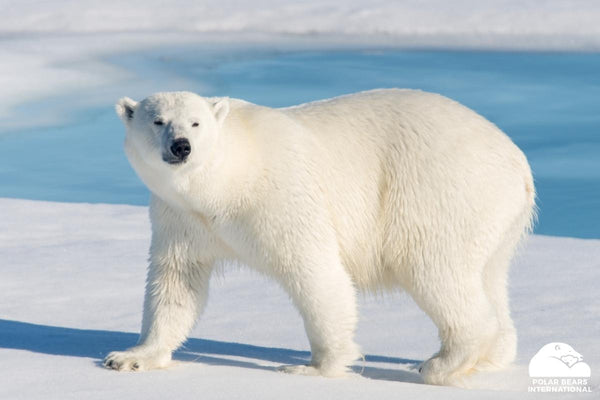 A polar bear standing on the ice. Protected by Pola Bears International, a non-profit organization which Anifurry donates to.