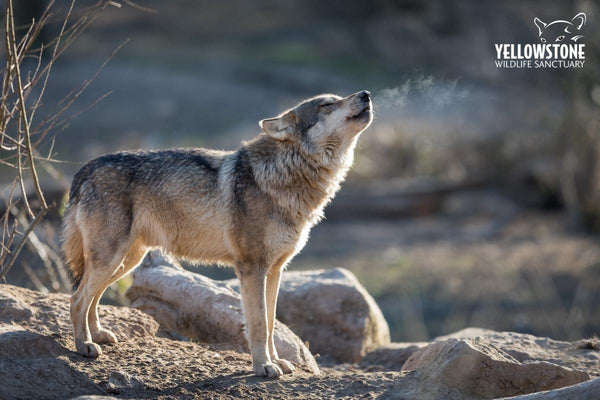 A grey wolf from the Yellowstone National Park. It's protected by Yellowstone Wildlife Sanctuary, a non-profit organization.