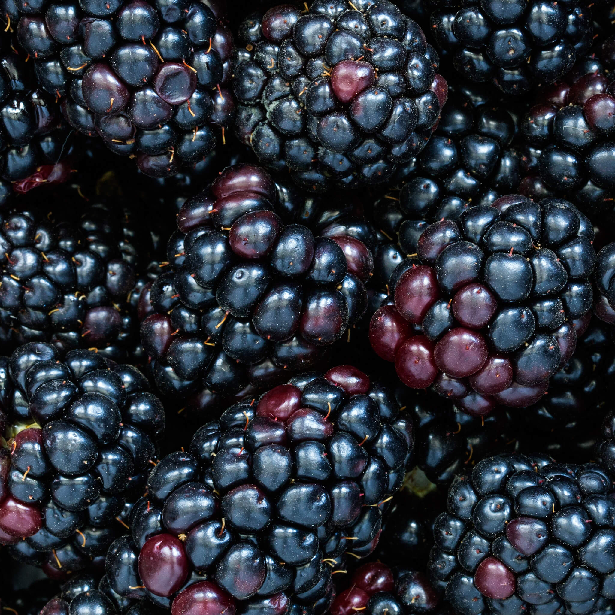 The Ultimate Guide to Delightful and Nutritious Black Raspberry Culinary Creations
