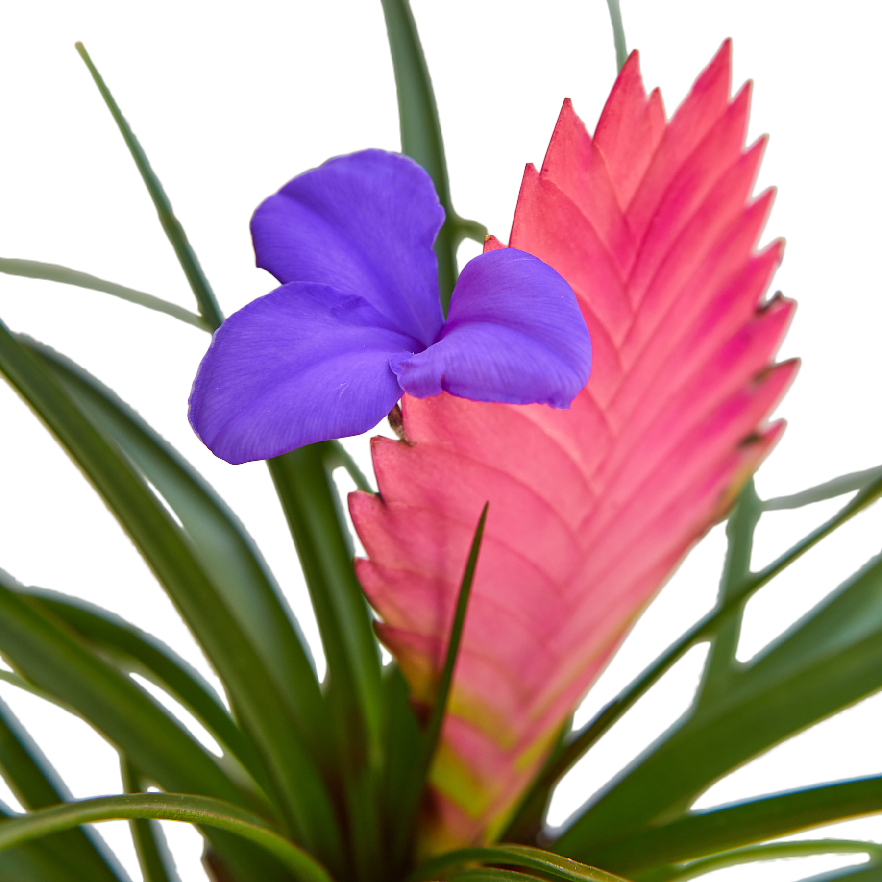 Bromeliad Cyanea Pink Quill