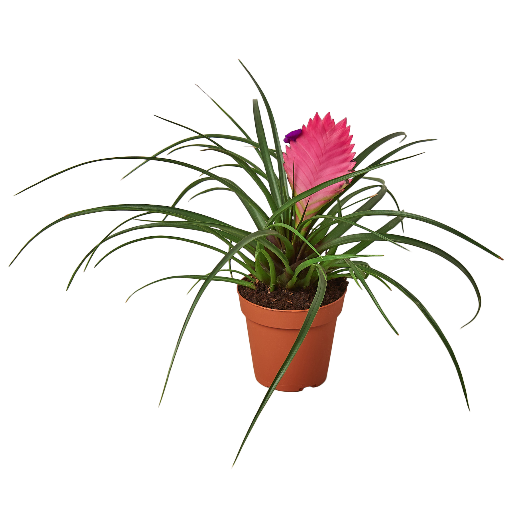 Bromeliad Cyanea Pink Quill