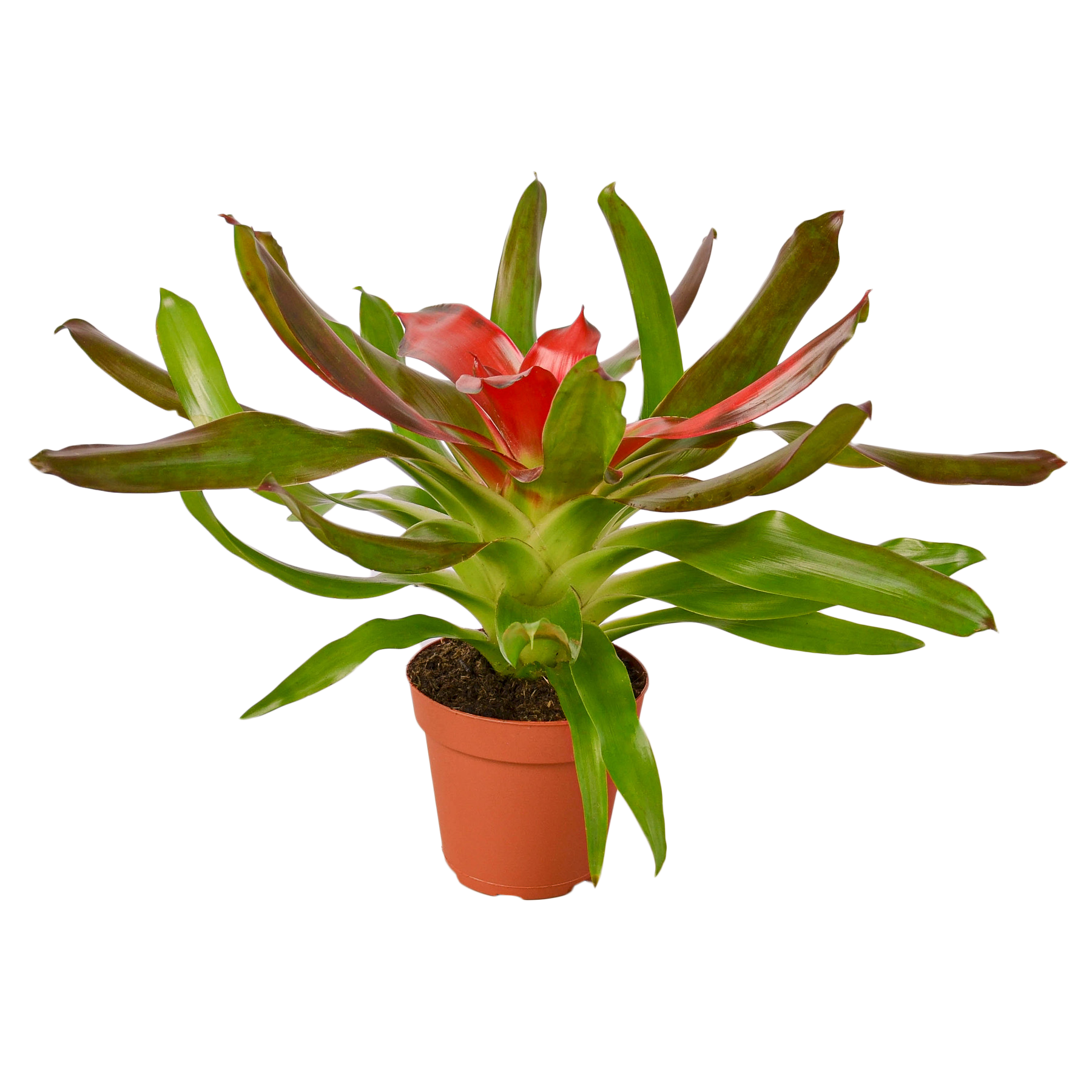 Bromeliad Medusa