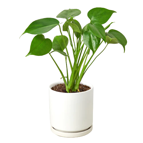 Monstera Deliciosa