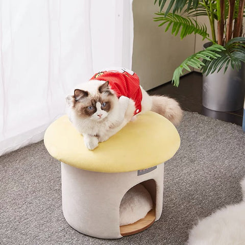Cat Friendly Furniture