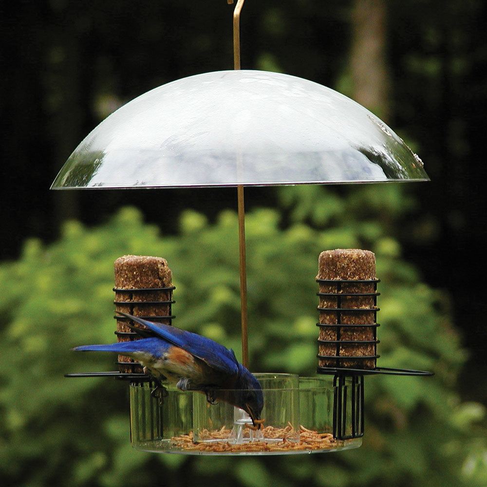 Birds Choice Supper Dome-Seed,Suet&Mealworm Fdr.