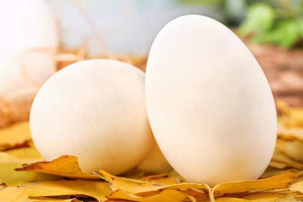 筋トレは何を食べればいい、ダイエットはどうだ