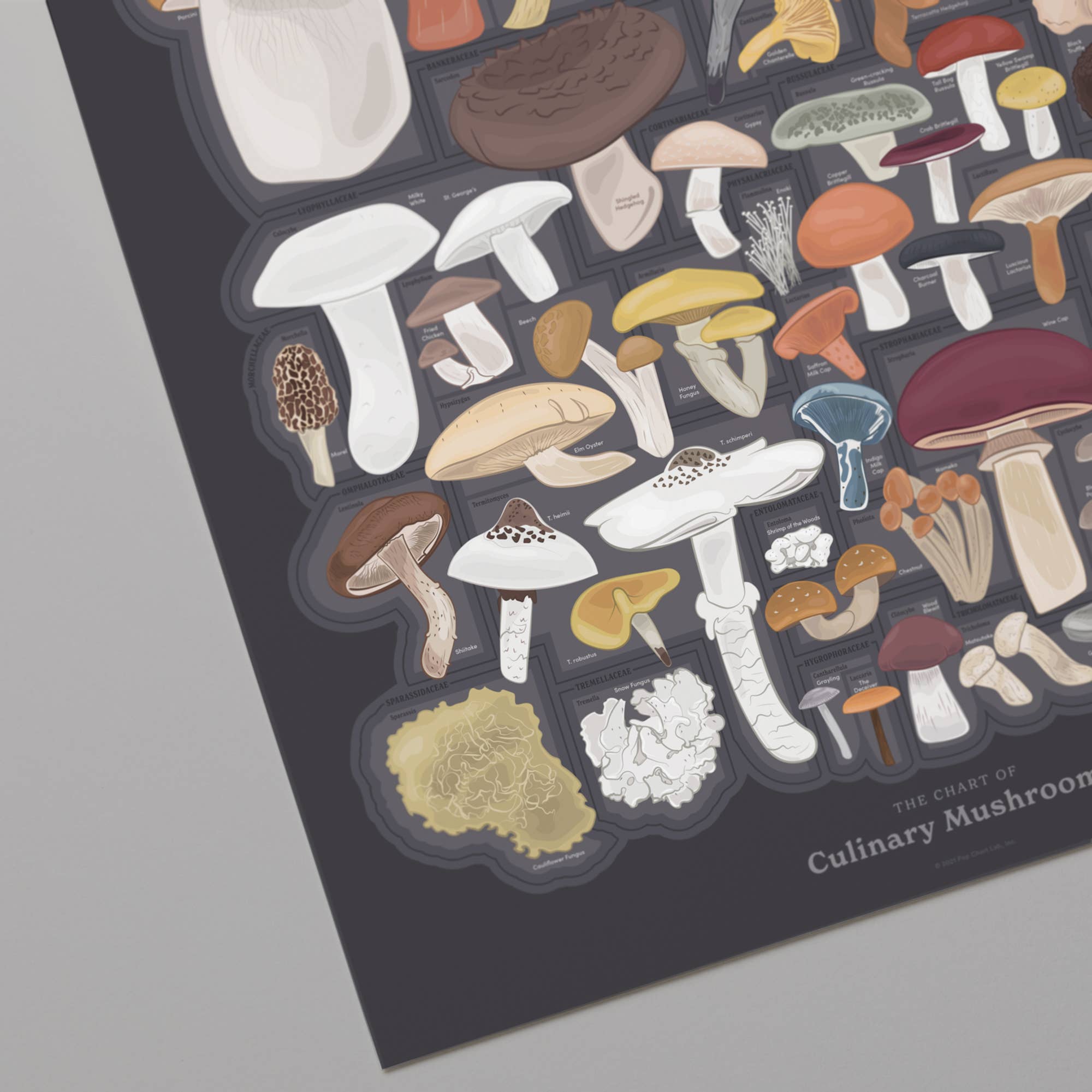 The Chart of Culinary Mushrooms | 16