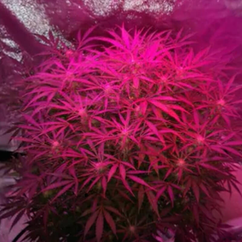 cannabis flowering in grow tent