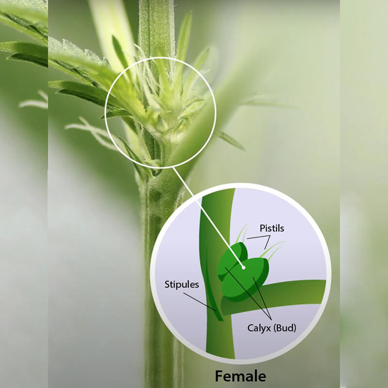 female weed plant