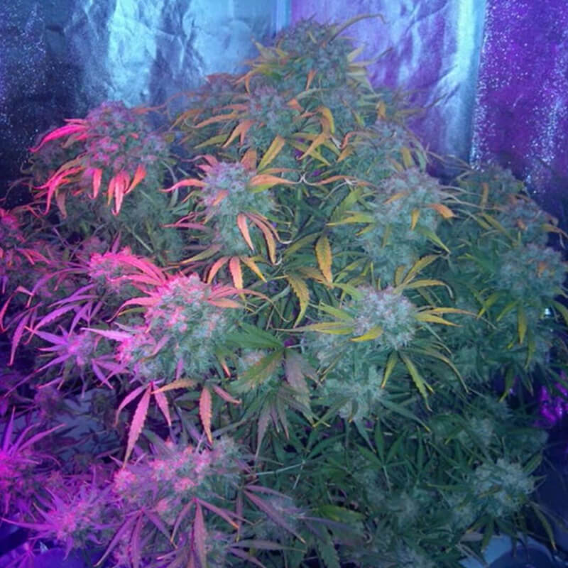 marijuana ripening in grow tent