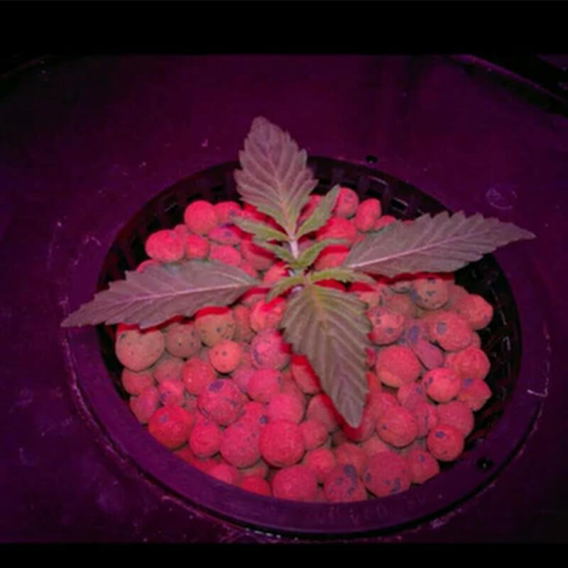 marijuana seedling in grow tent