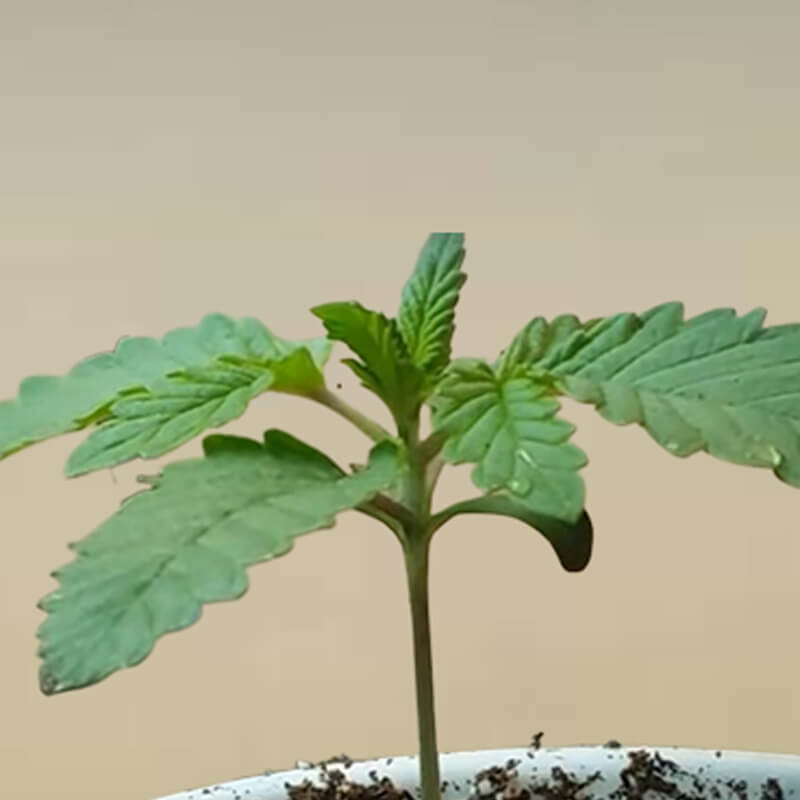 marijuana seedling