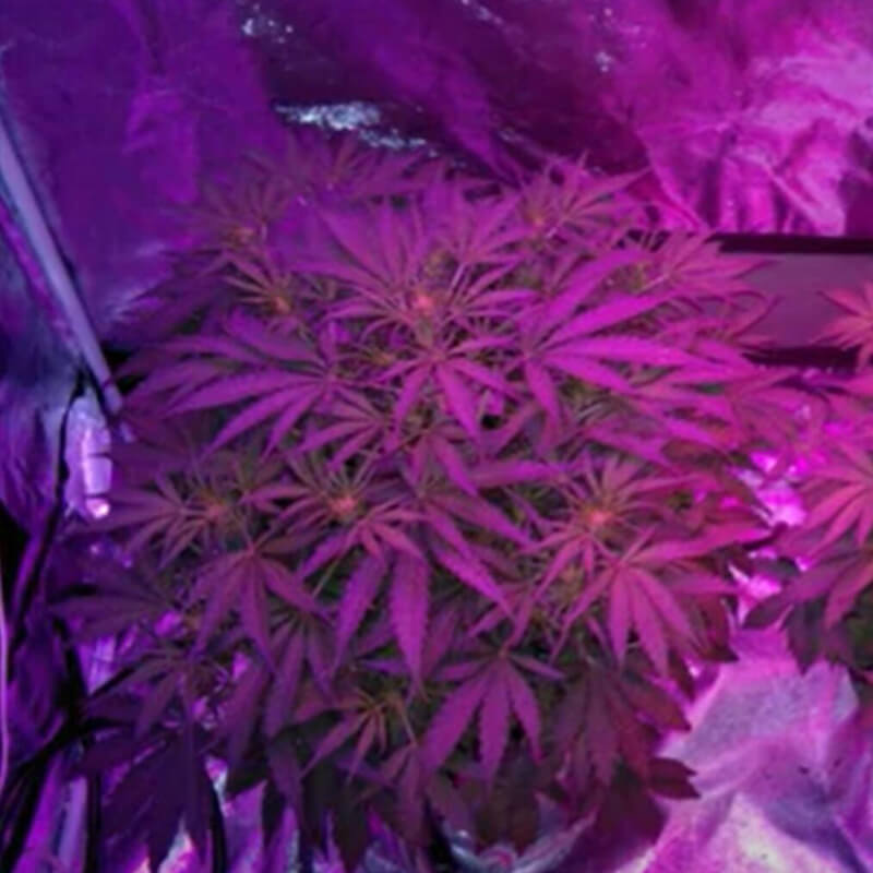 marijuana vegetative growth in grow tent
