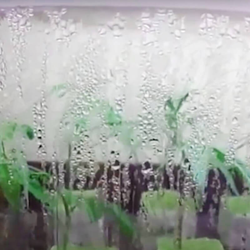 temperature and humidity for marijuana seedlings