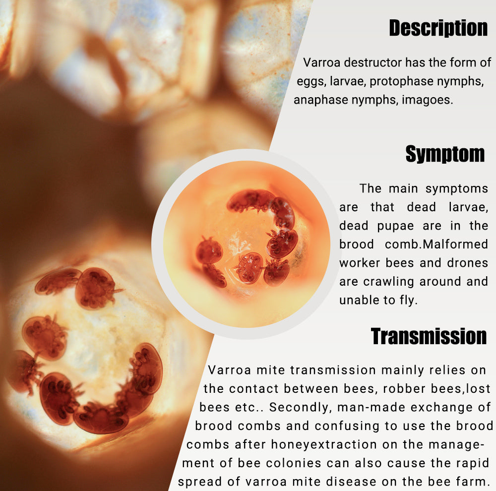 varroa treatment