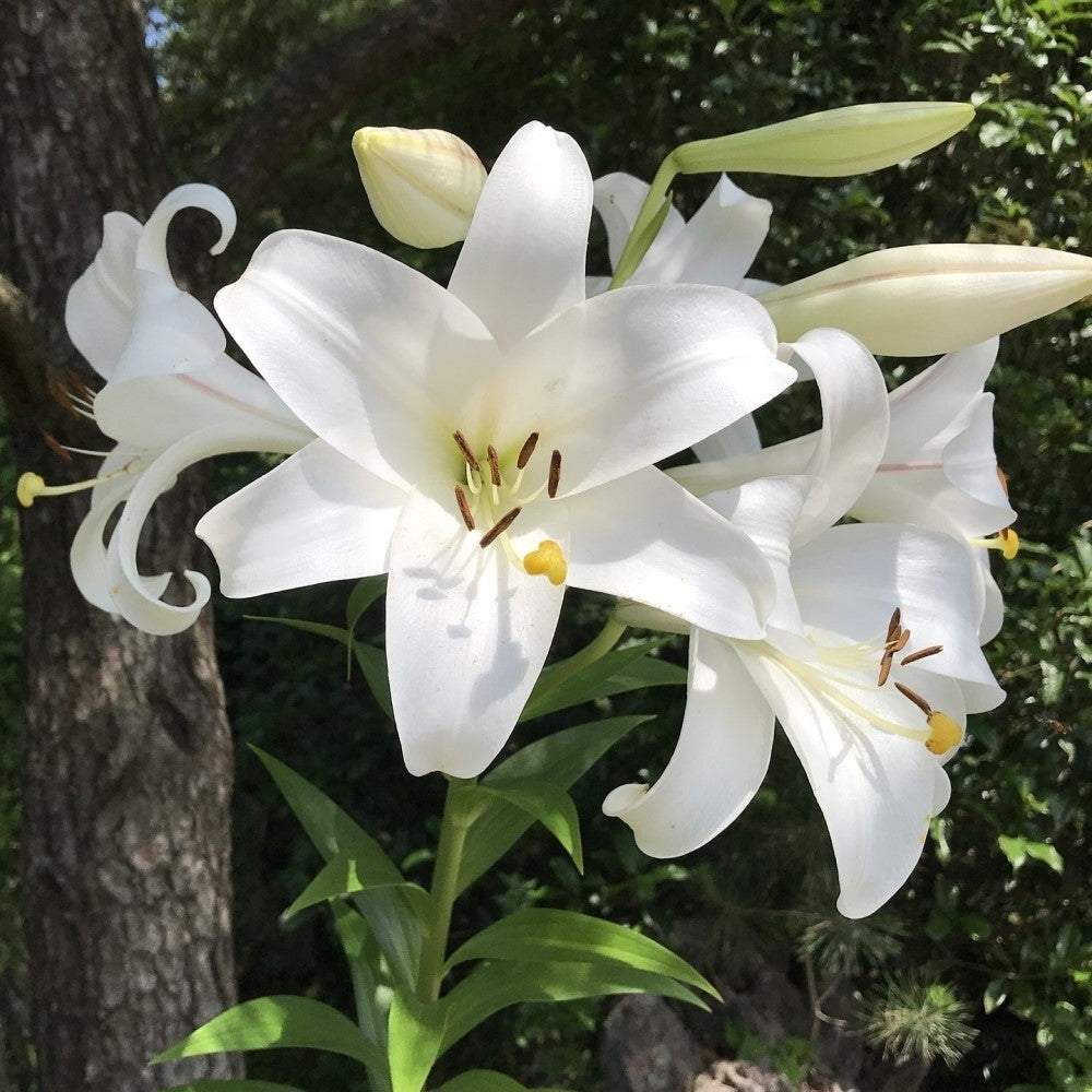 Giant Tree Lily 