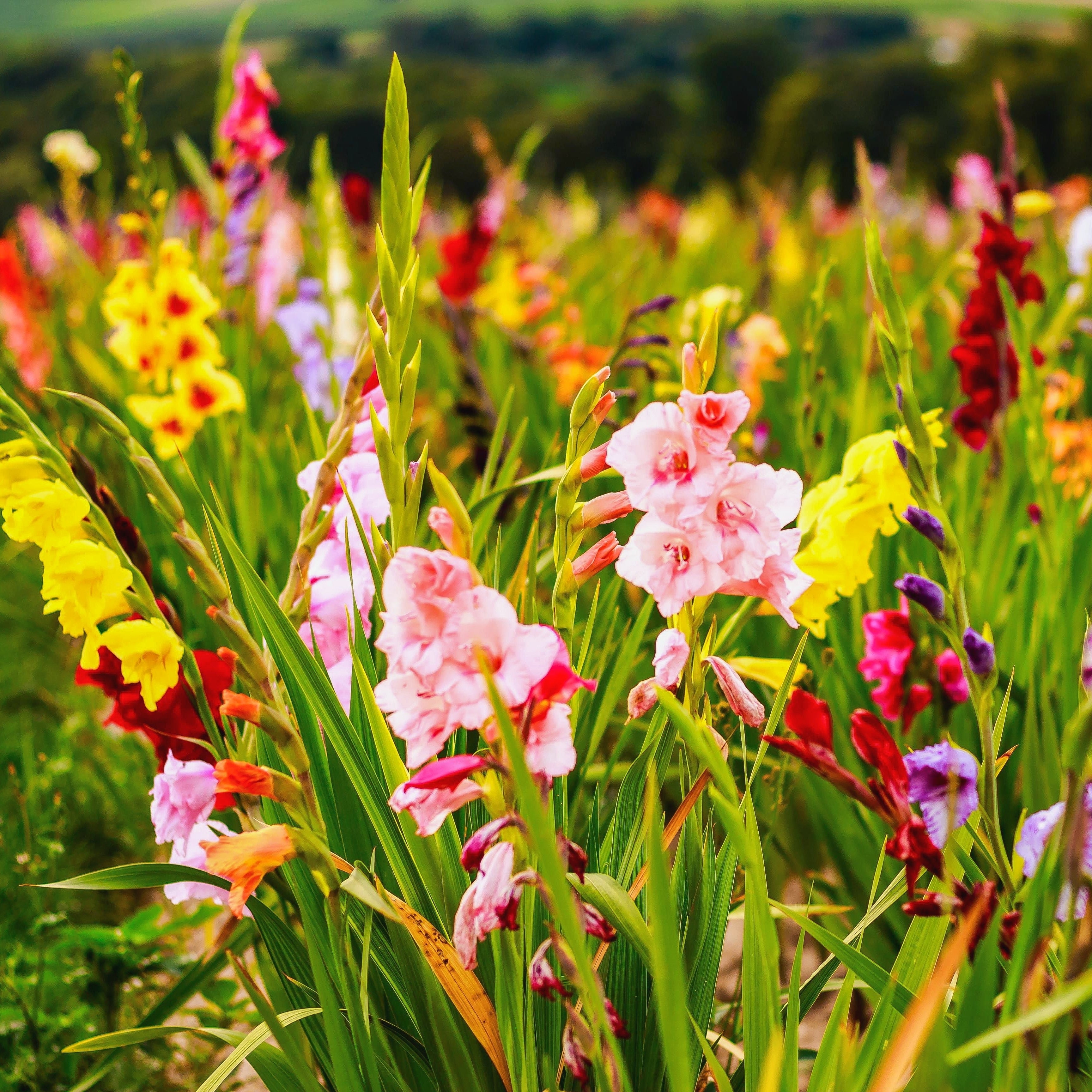 Giant Gladiolus Colorful Mixed Flowers - 40 Bulbs -Beautiful Shades of Pink, Purple, Red, Yellow and Orange