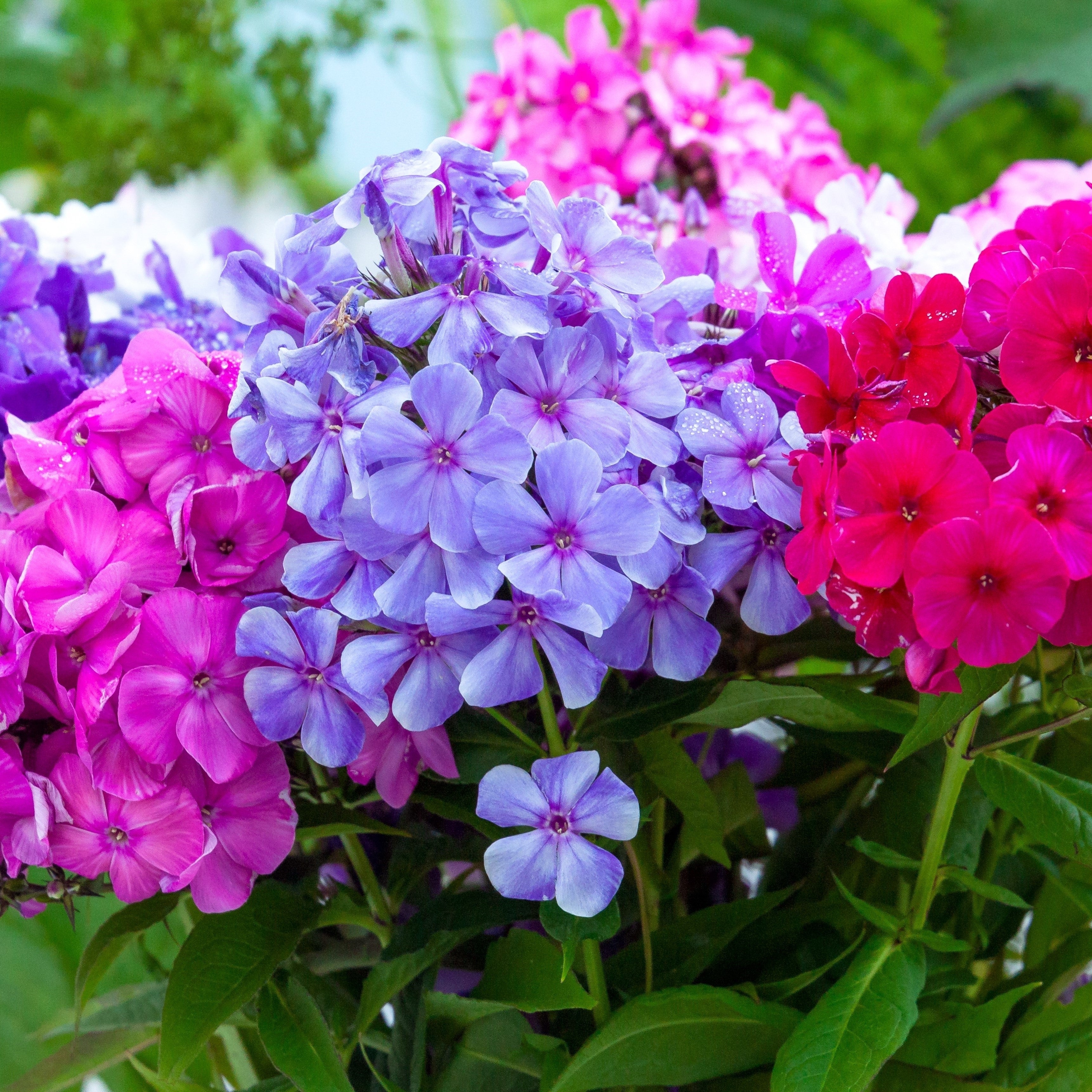 Multicolor Double Phlox Flowers - 3 Bare Roots - Vibrant and Stunning Mix of Colorful Blooms