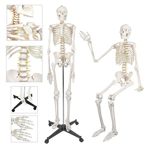 Life Size Human Skeleton Model 70.8