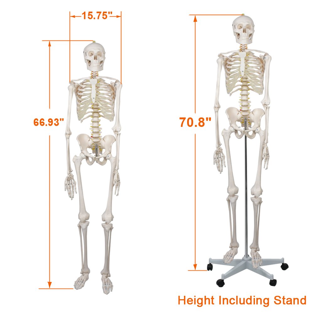 Life Size Human Skeleton Model 70.8