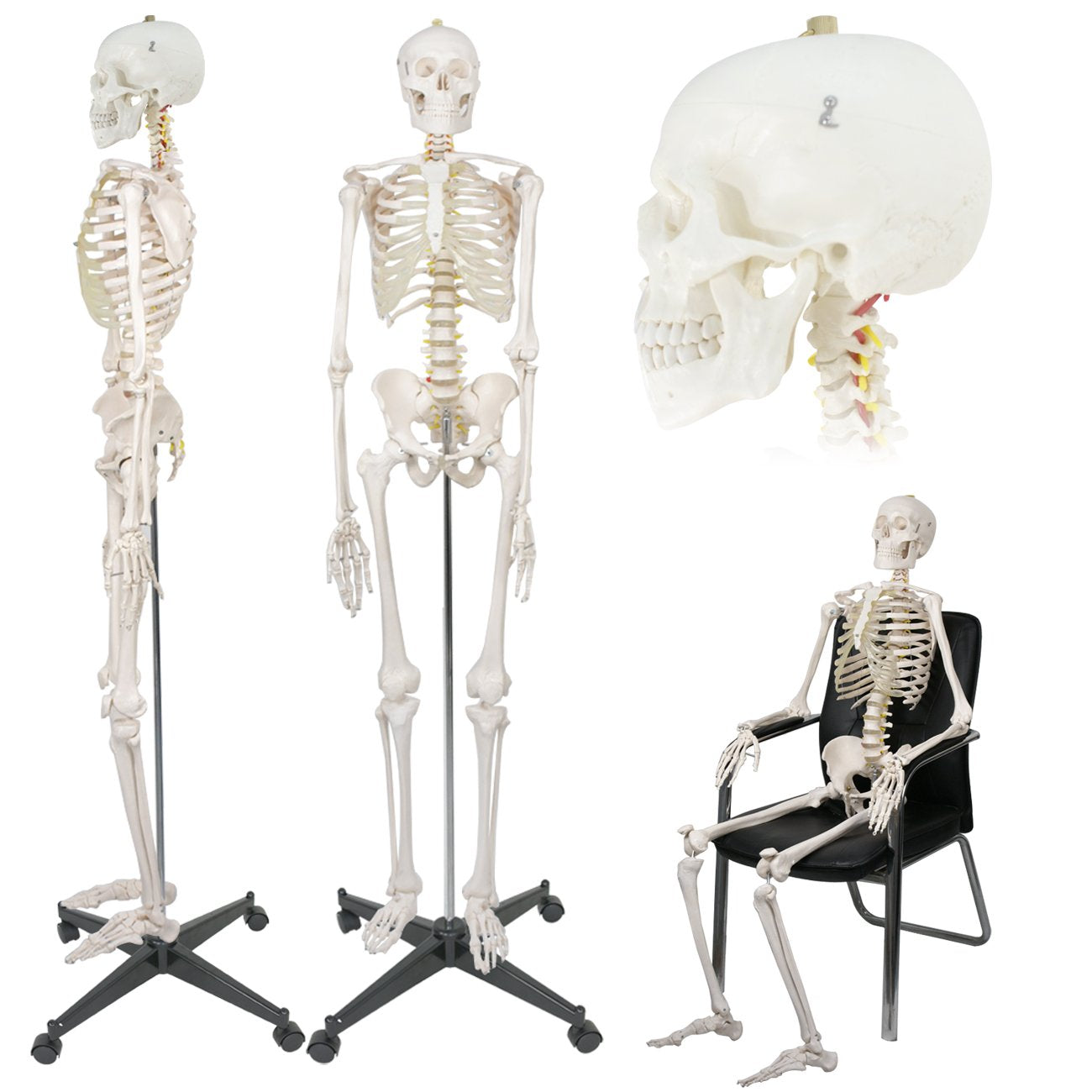 Life Size Human Skeleton Model 70.8