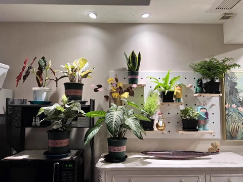 indoor-large-plant-wall-idea
