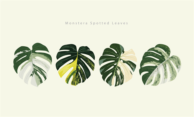 Ornamental Leaf - Monstera Leaf Elements -Foliage Plant - Illustration -Vector -Water Color Handdraw Background 