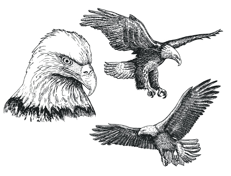 USA BALD Eagle Elements - Illustration - Design Vector Handdraw   