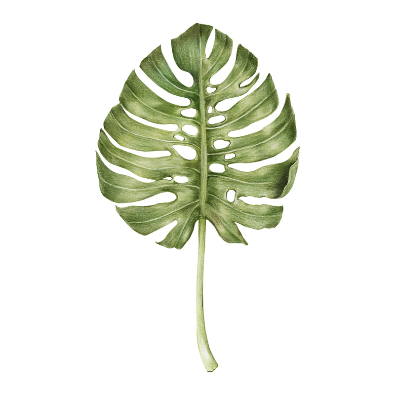 Ornamental Leaf - Monstera Leaf Elements -Foliage Plant - Illustration -Vector -Water Color Handdraw Background 