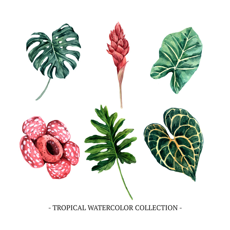 Ornamental Leaf - Monstera Leaf Elements -Foliage Plant - Illustration -Vector -Water Color Handdraw Background 