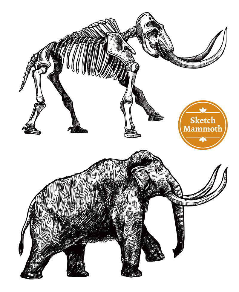 Éléments de mammouth - Crâne vectoriel gratuit - Dessin vintage