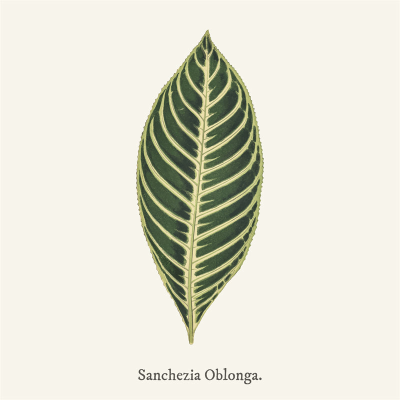 Ornamental Leaf - Monstera Leaf Elements -Foliage Plant - Illustration -Vector -Water Color Handdraw Background 
