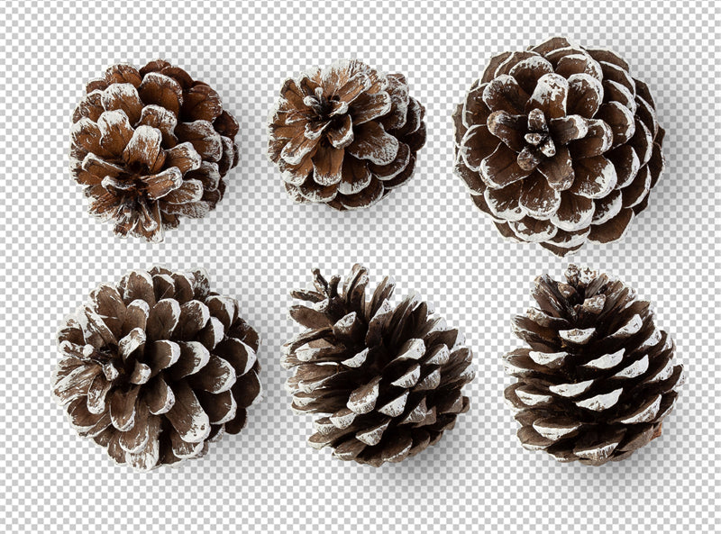 Illustration de branches de sapin de Noël et de pommes de pin - Vecteur - Téléchargement gratuit au format Png/PSD/JPG