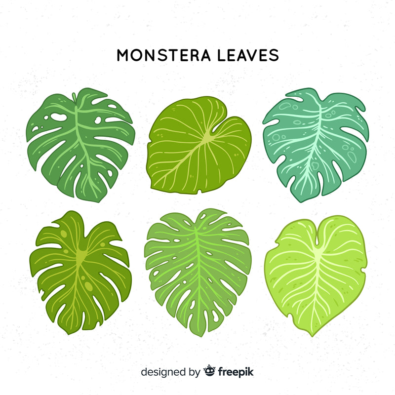 Ornamental Leaf - Monstera Leaf Elements -Foliage Plant - Illustration -Vector -Water Color Handdraw Background 