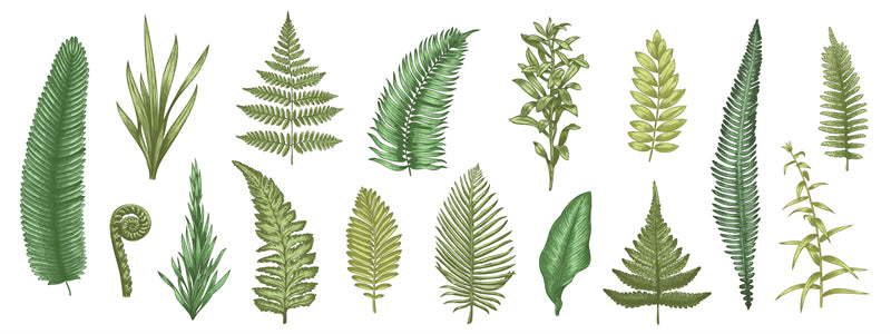Feuille aquarelle dessinée à la main – Éléments de logo – Vecteur