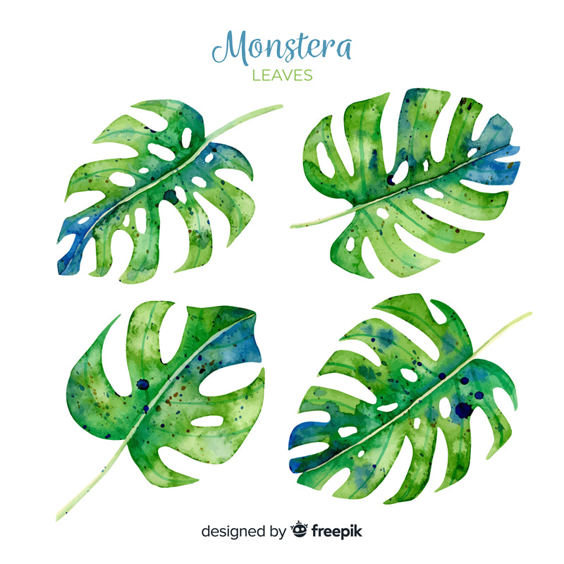 Ornamental Leaf - Monstera Leaf Elements -Foliage Plant - Illustration -Vector -Water Color Handdraw Background 