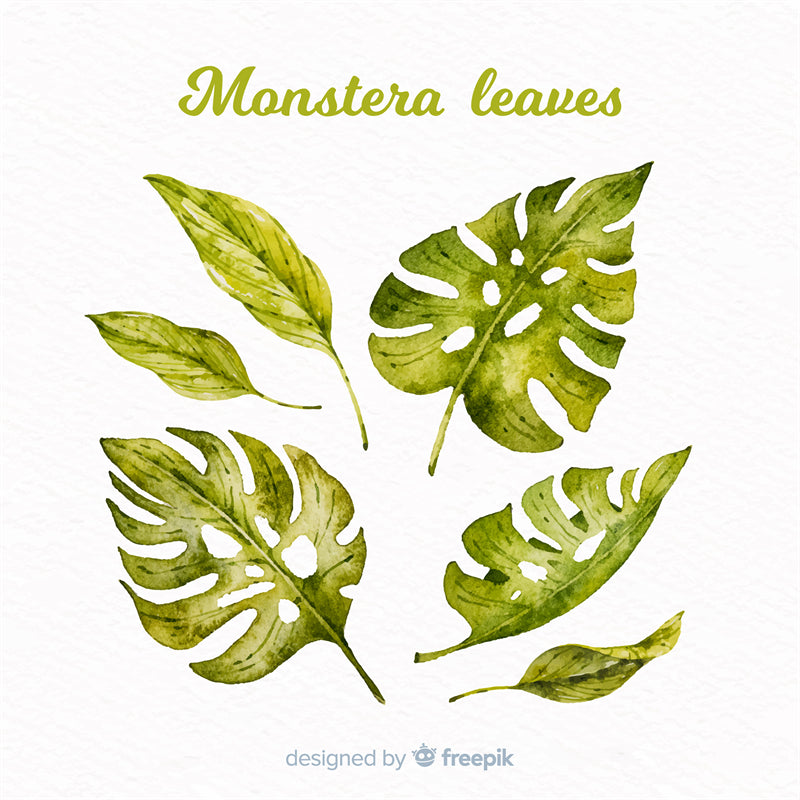 Ornamental Leaf - Monstera Leaf Elements -Foliage Plant - Illustration -Vector -Water Color Handdraw Background 