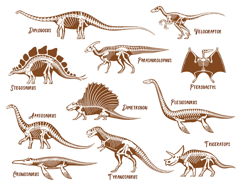 Éléments de dinosaures - Dessin à la main - Vintage - Croquis - Vecteur gratuit