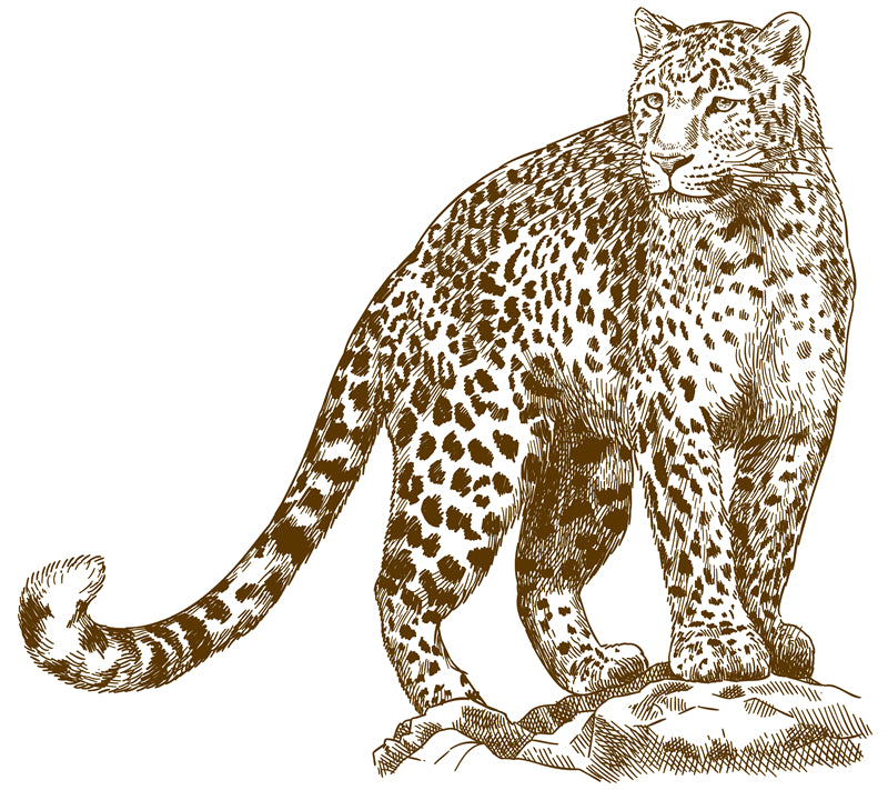  Jaguars - elements - handdraw -logo designs -sketch -illustration  