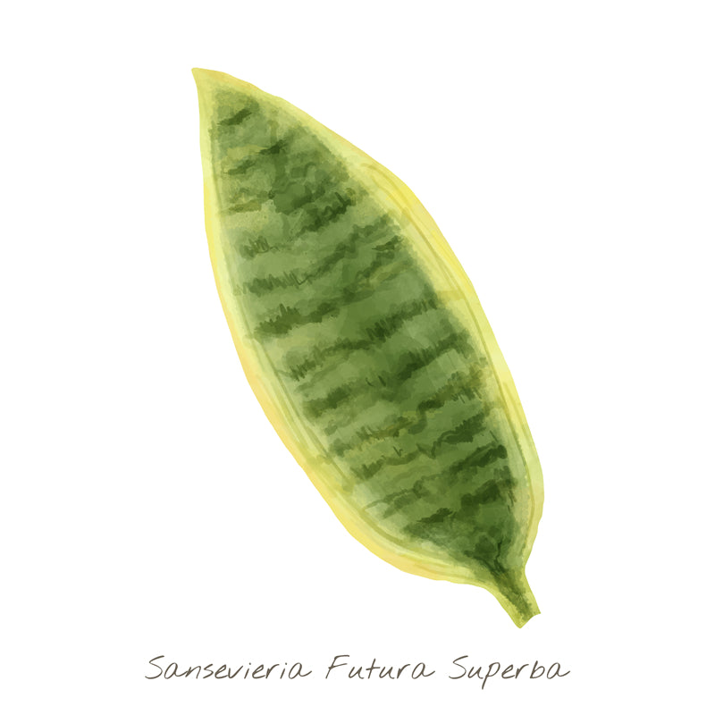 Feuille ornementale - Éléments de feuille de Monstera - Plante à feuillage - Illustration - Vecteur - Fond de dessin à la main à l'aquarelle