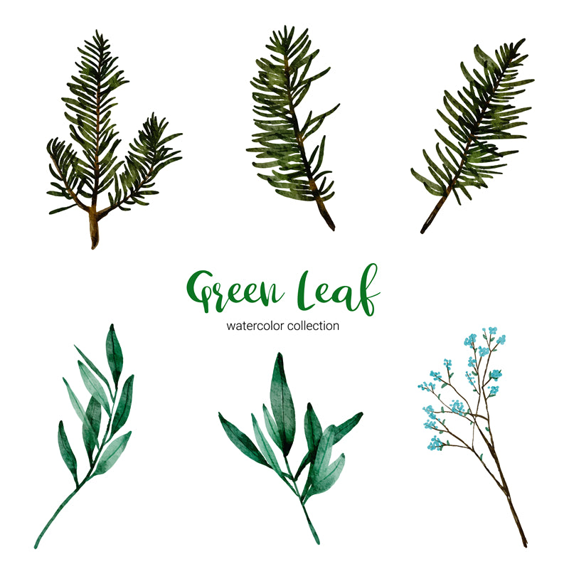 Feuille aquarelle dessinée à la main – Éléments de logo – Vecteur