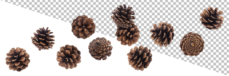 Illustration de branches de sapin de Noël et de pommes de pin - Vecteur - Téléchargement gratuit au format Png/PSD/JPG