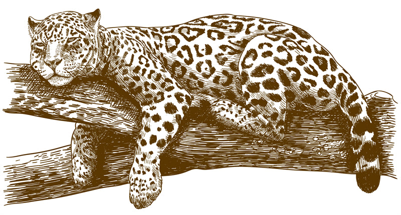  Jaguars - elements - handdraw -logo designs -sketch -illustration  