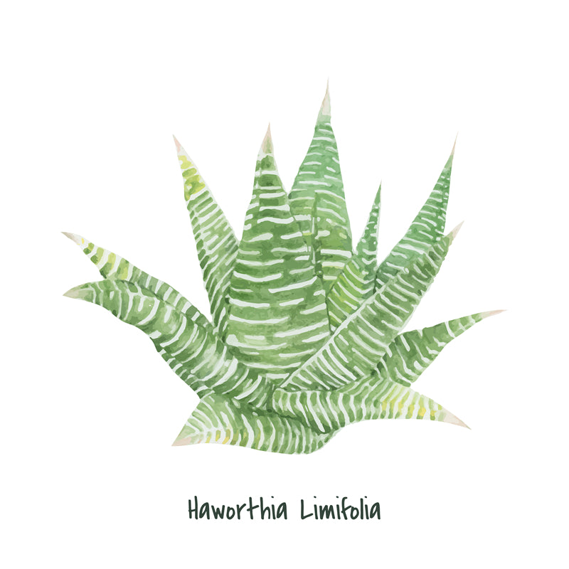 Ornamental Leaf - Monstera Leaf Elements -Foliage Plant - Illustration -Vector -Water Color Handdraw Background 