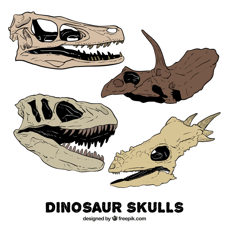 Éléments de dinosaures - Dessin à la main - Vintage - Croquis - Vecteur gratuit