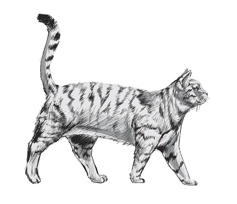 Conception de logo vectoriel d'élément de chat gratuite
