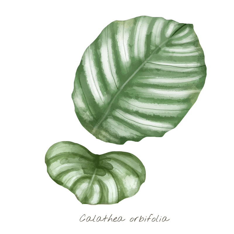 Ornamental Leaf - Monstera Leaf Elements -Foliage Plant - Illustration -Vector -Water Color Handdraw Background 