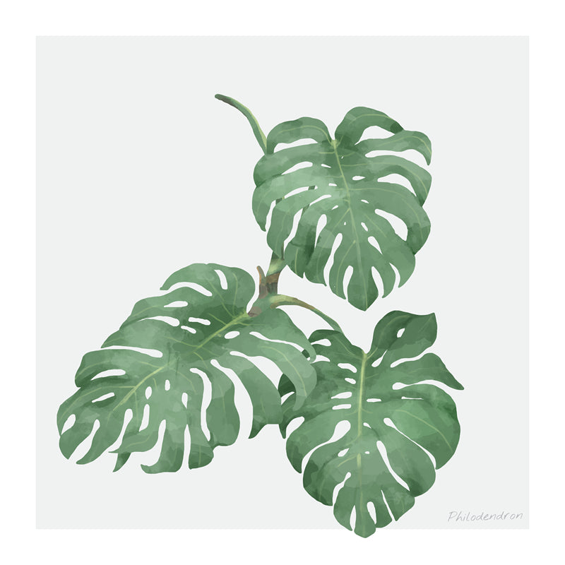Ornamental Leaf - Monstera Leaf Elements -Foliage Plant - Illustration -Vector -Water Color Handdraw Background 