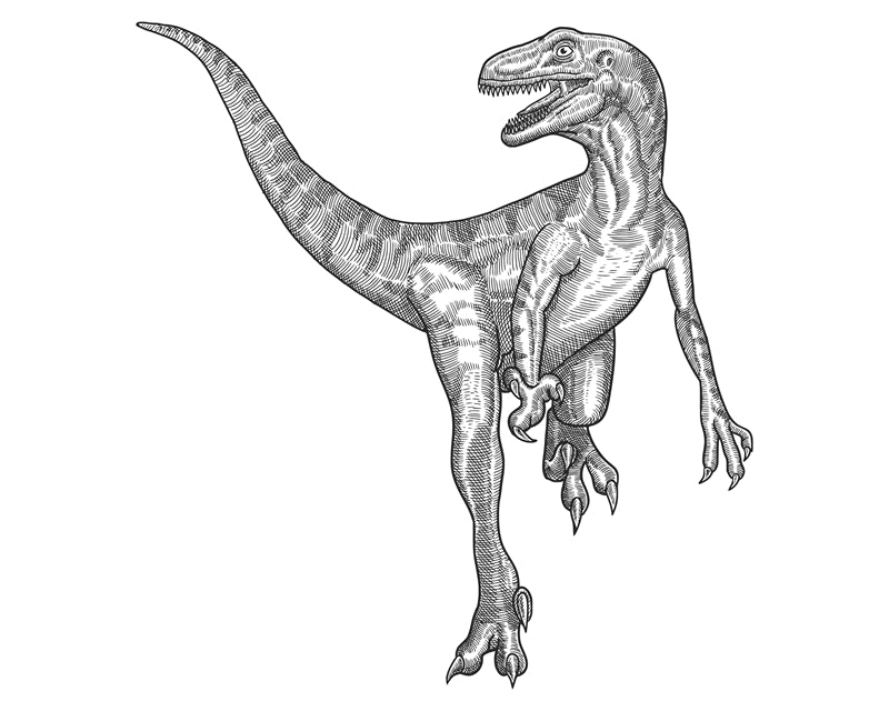 Éléments de dinosaures - Dessin à la main - Vintage - Croquis - Vecteur gratuit