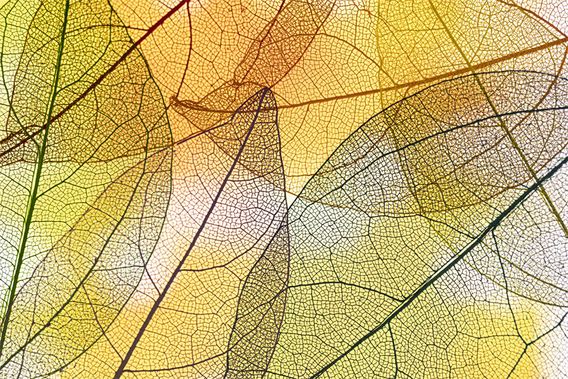 Texture macro élégante des nervures des feuilles - Photo - Fichiers PSD - Téléchargement gratuit